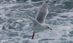 Larus glaucoides kumlieni