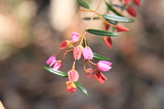 Boronia floribunda