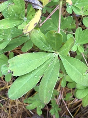 Lupinus nootkatensis