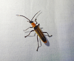 Chauliognathus tricolor