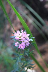 Boronia floribunda