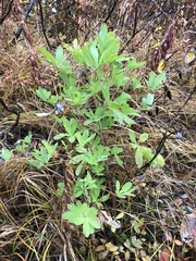 Lupinus nootkatensis