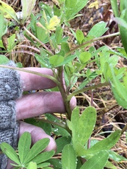 Lupinus nootkatensis