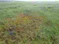 Scorpidium revolvens