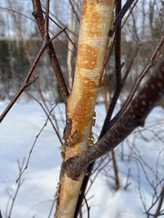 Betula neoalaskana
