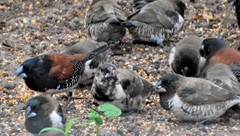 Spermestes bicolor nigriceps
