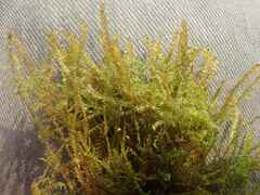 Scorpidium revolvens