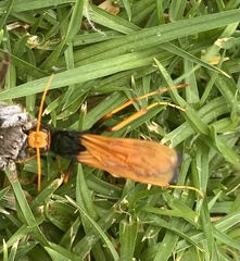 Cryptocheilus australis