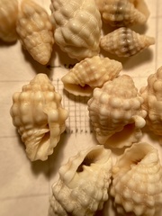 Vexillum cancellarioides