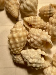 Vexillum cancellarioides