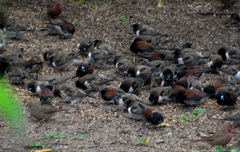 Lagonosticta senegala rendalli