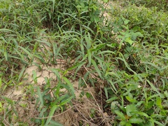 Persicaria subsessilis