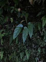 Begonia longifolia