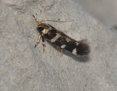 Macrobathra bigerella