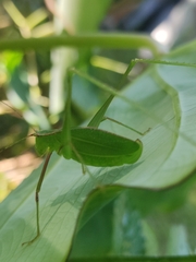Engonia