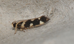Macrobathra bigerella