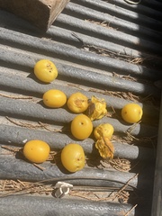Ximenia americana