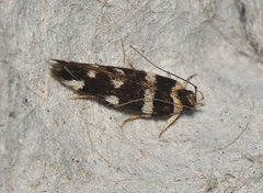 Macrobathra bigerella