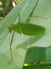 Engonia
