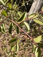 Ximenia americana