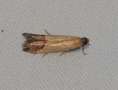 Tachystola stenoptera