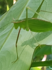 Engonia