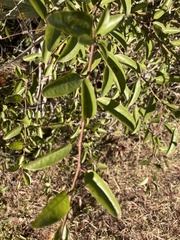 Ximenia americana