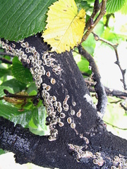 Eriococcus spurius
