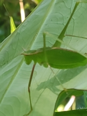 Engonia