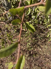 Ximenia americana