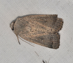 Proteuxoa leptochroa
