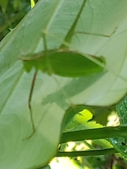 Engonia