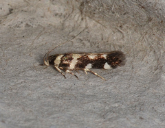 Macrobathra baliomitra