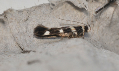 Macrobathra baliomitra