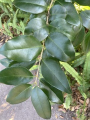 Ligustrum japonicum