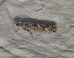 Holocola triangulana