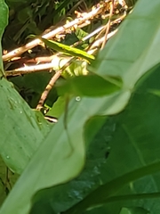 Engonia