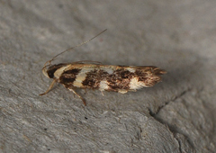 Macrobathra bigerella