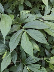 Elatostema platyphyllum