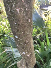 Ligustrum japonicum