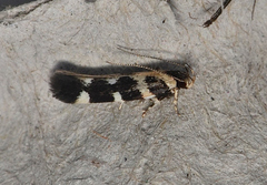 Macrobathra baliomitra