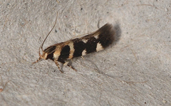 Macrobathra baliomitra