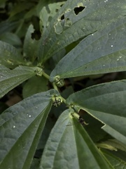 Elatostema platyphyllum