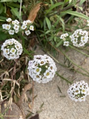 Lobularia