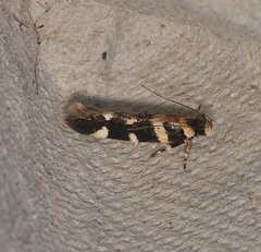 Macrobathra baliomitra