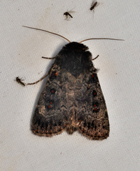 Proteuxoa rubripuncta