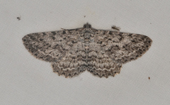 Psilosticha absorpta