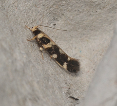 Macrobathra baliomitra