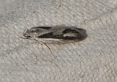 Xyloryctidae