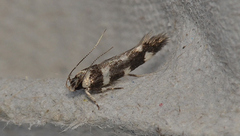 Macrobathra bigerella
